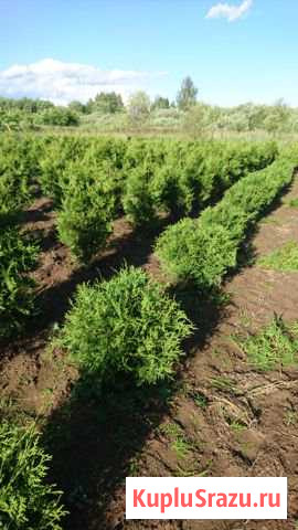 Туя брабант Шаховская - изображение 1