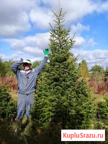 Пихта сибирская Шаховская - изображение 1