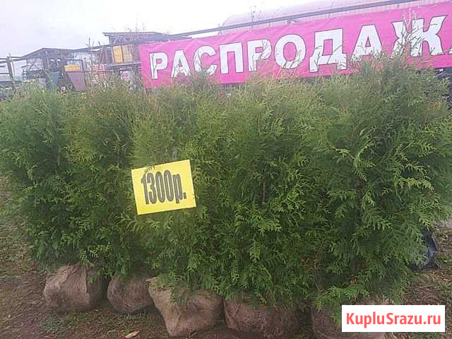 Туя Брабант Протвино - изображение 1