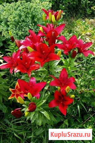 Лилии красные (луковицы) Коломна - изображение 1