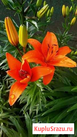 Лилии оранжевые (луковицы) Коломна - изображение 1