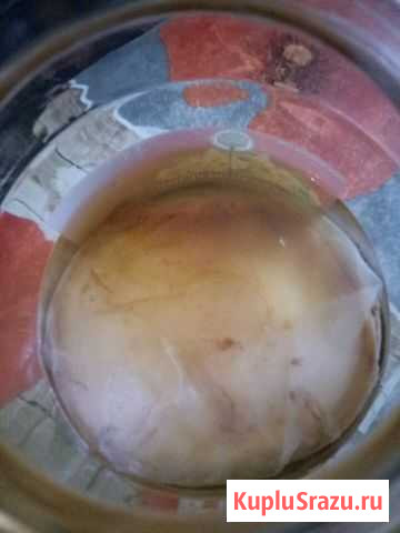 Чайный гриб Колпино - изображение 1