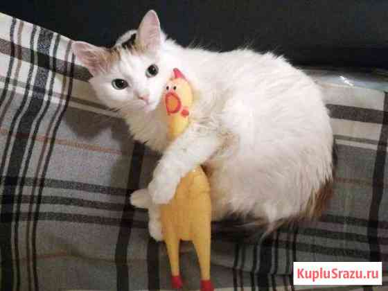 Музыкальная курочка music chicken Казань