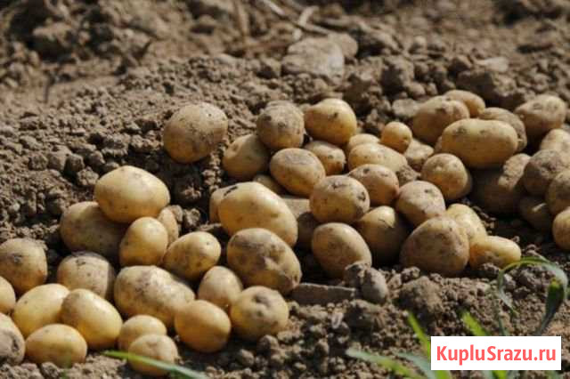 Картофель Новоуральск - изображение 1