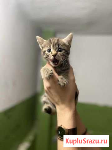 Отдам котёнка в хорошие руки Полевской - изображение 1