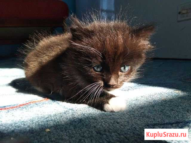 Отдам котят Серов - изображение 1