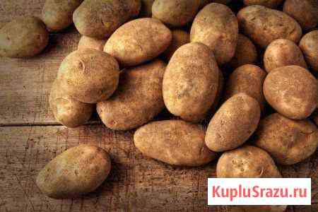 Картофель Златоуст
