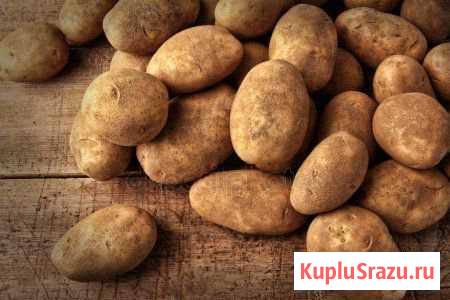 Картофель Златоуст - изображение 1