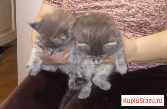 Отдам котят Железнодорожный - изображение 1