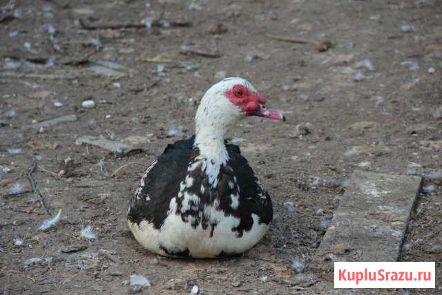 Домашние утки (мускусные) петухи, индюки Серпухов - изображение 1