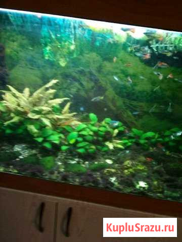 Аквариум Большие Вяземы - изображение 1