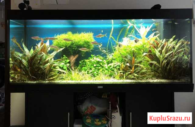 Аквариум juwel, + техника и тумба Красногорск - изображение 1
