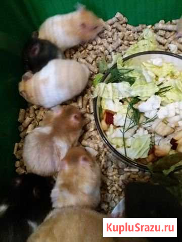 Сирийский хомяк Балашиха - изображение 1