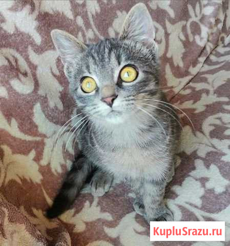 Серое чудо Воскресенск - изображение 1