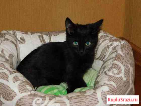 Котята в добрые руки Пушкино