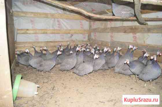 Цесарки 2, 3, 4, 5,6,7,8,9,10месяцев Яхрома