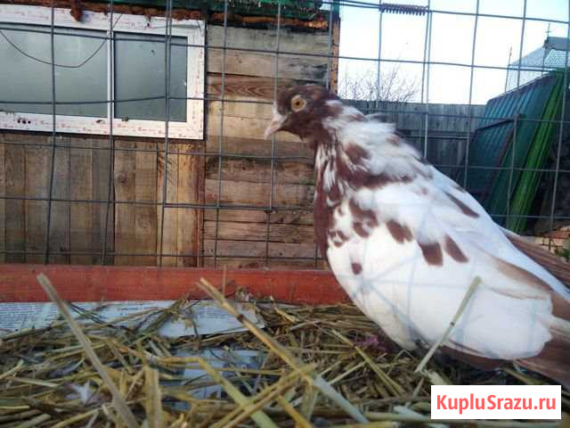 Голубка Домодедово - изображение 1