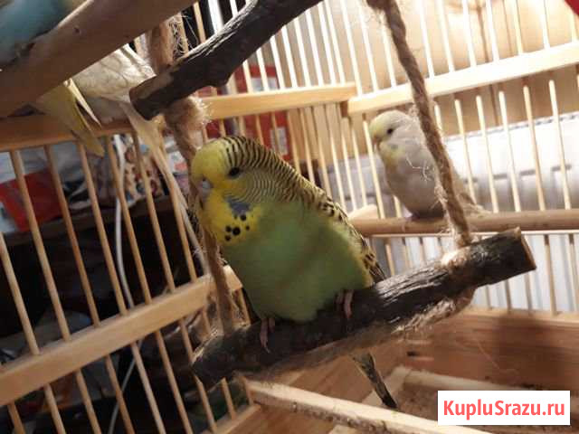 Попугаи домашнего разведения (чехи,волнистые) Белоозёрский - изображение 1