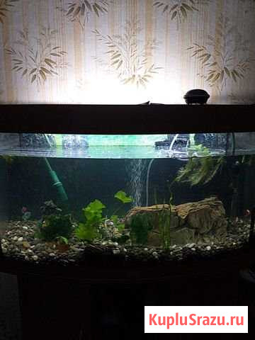 Аквариум с рыбками Балашиха - изображение 1