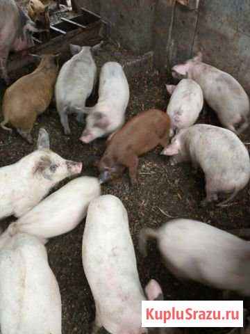 Поросята-русская белая+дюрок+желтая мангалица 3,5м Реутов - изображение 1