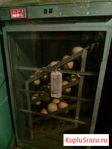 Инкубатор страусиный Яхрома - изображение 1