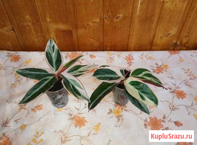 Строманта Пушкино - изображение 1