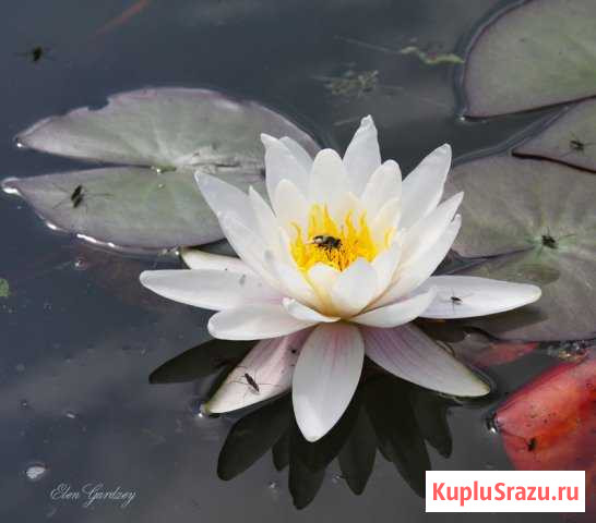 Водяные лилии Балашиха - изображение 1