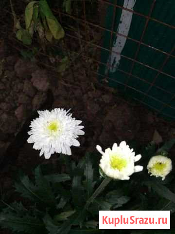 Цветы садовые Видное - изображение 1