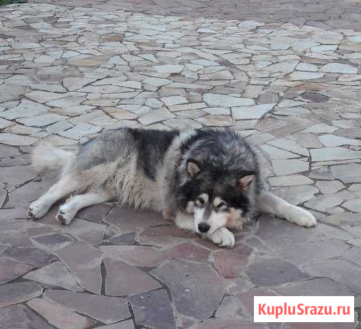 Ищем девочку для вязки кобеля породы аляскинский м Воскресенск - изображение 1