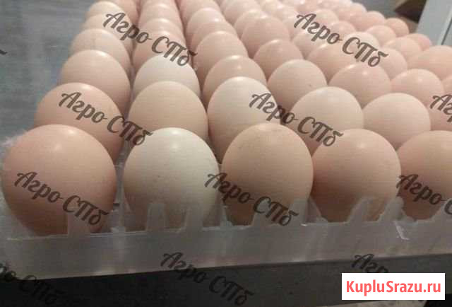 Инкубационное яйцо бройлера росс 308 Россия Санкт-Петербург - изображение 1