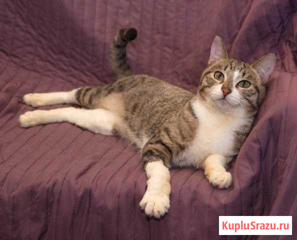 Общительный котик-подросток Збышек Петергоф - изображение 1