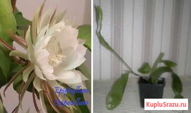 Эпифиллумы: Oxipetallum и Guatemalense Monstrosa Красное Село - изображение 1