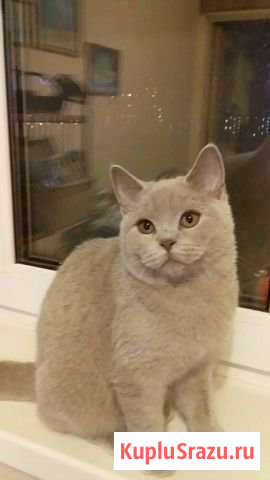 Девочка британочка от Чемпиона мира Зеленоград - изображение 1