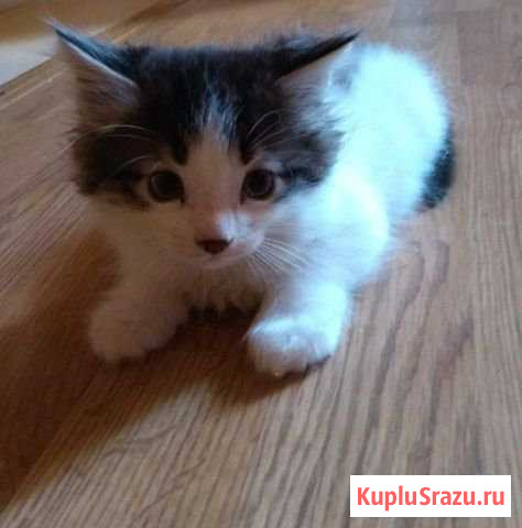 Котята бесплатно в хорошие руки Тихорецк - изображение 1
