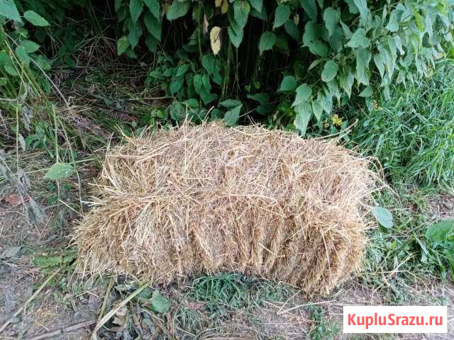 Сено люцерна, разнотравье Славянск-на-Кубани - изображение 1