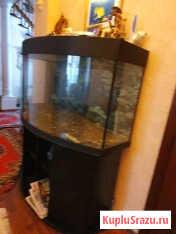 Аквариум Набережные Челны - изображение 1