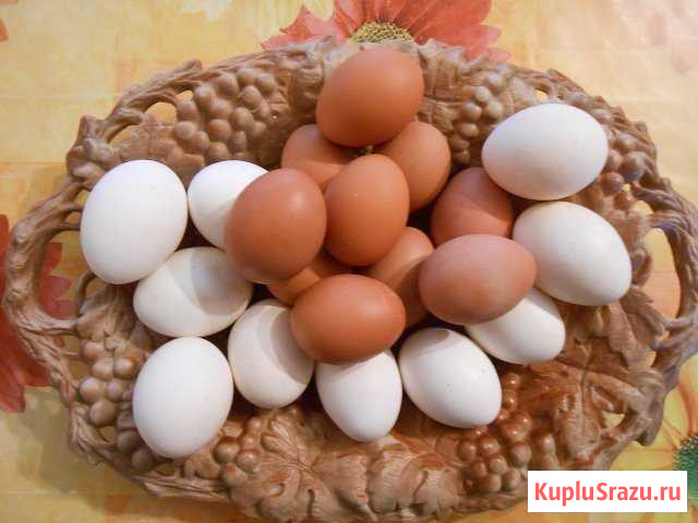 Яйца куриные и перепелиные домашнии Обухово - изображение 1