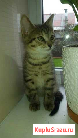 Девчушка ищет новый дом Дмитров - изображение 1