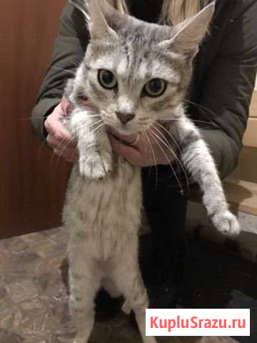 Кошечка бесплатно в добрые руки Мытищи - изображение 1