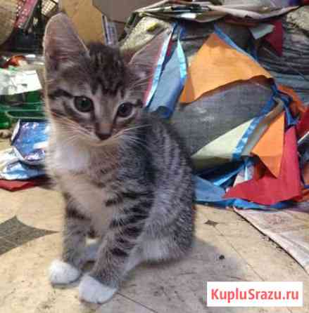 Котята с доставкой на дом Подольск