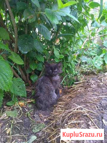 Милая кошечка - дворянка Егорьевск - изображение 1