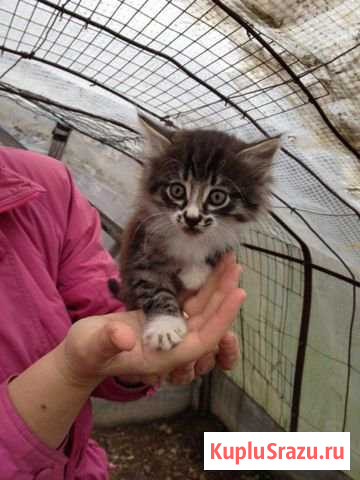 Котята в дар Чехов - изображение 1