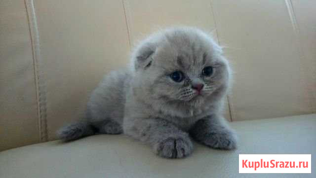 Малыши-крепыши Руза - изображение 1