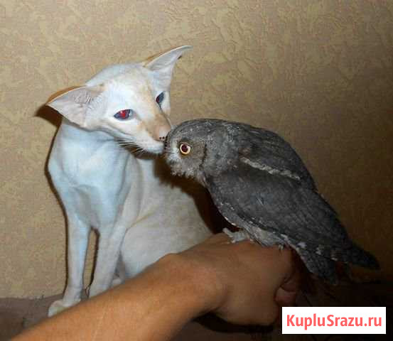 Совята своего разведения Красногорск - изображение 1