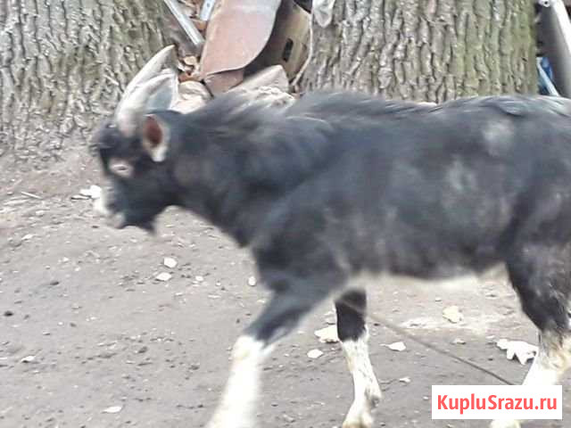 Козел Ногинск - изображение 1