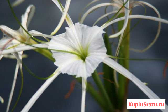 Цветы Коломна - изображение 1