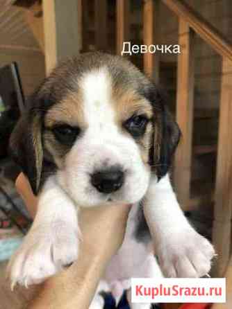 Бигль щенки Коммунарка