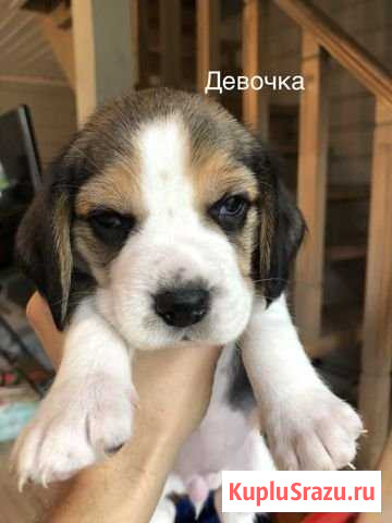 Бигль щенки Коммунарка - изображение 1
