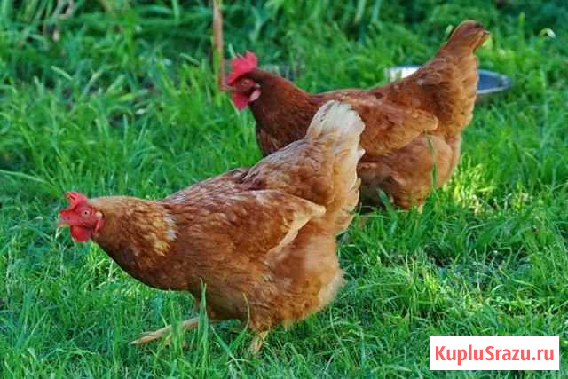 Куры несушки Браун Воскресенское - изображение 1