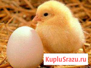 Кобб 500 инкубационное яйцо и бройлер (Чехия) Серпухов - изображение 1